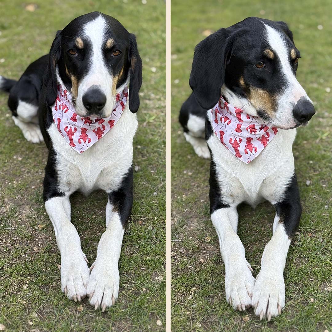 BANDANA 100% COTON CHIEN - Image 5