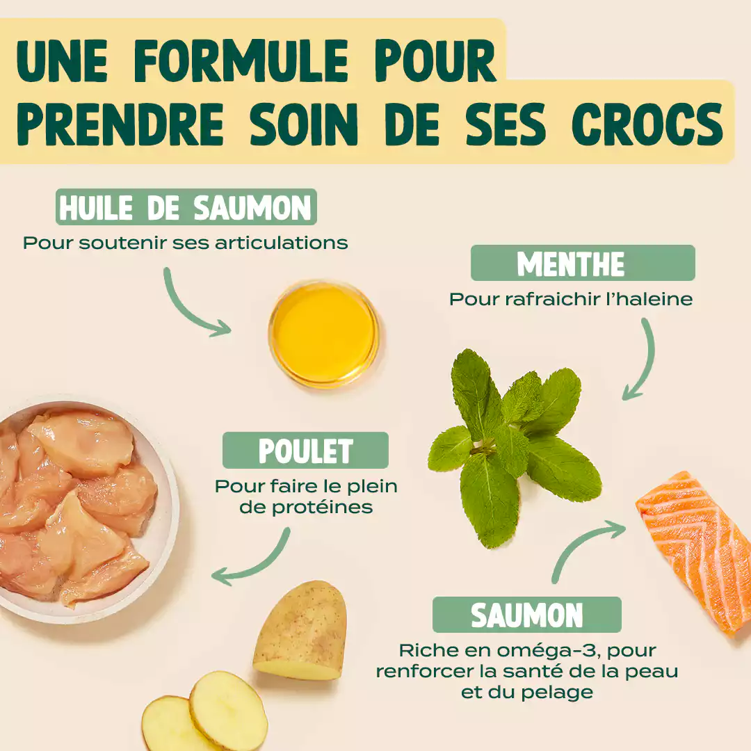 BISCROC' DENTAIRE - Image 3