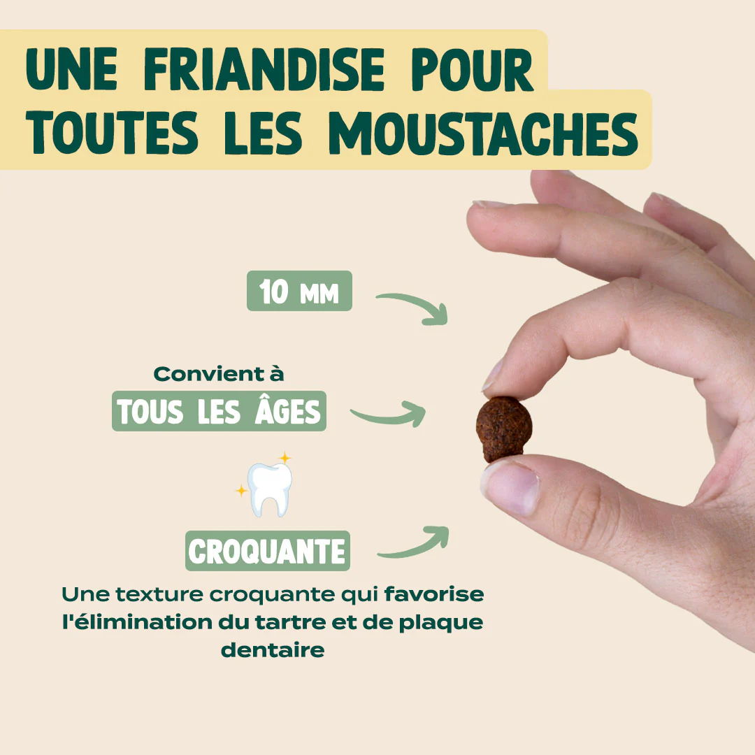 BISCROC' DENTAIRE - Image 4