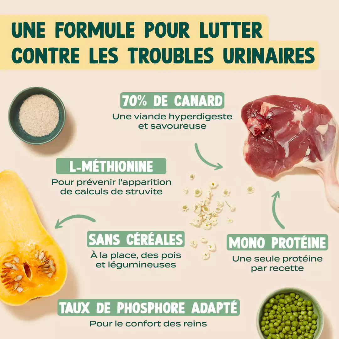 CANARD, COURGE, CAMOMILLE - Image 4