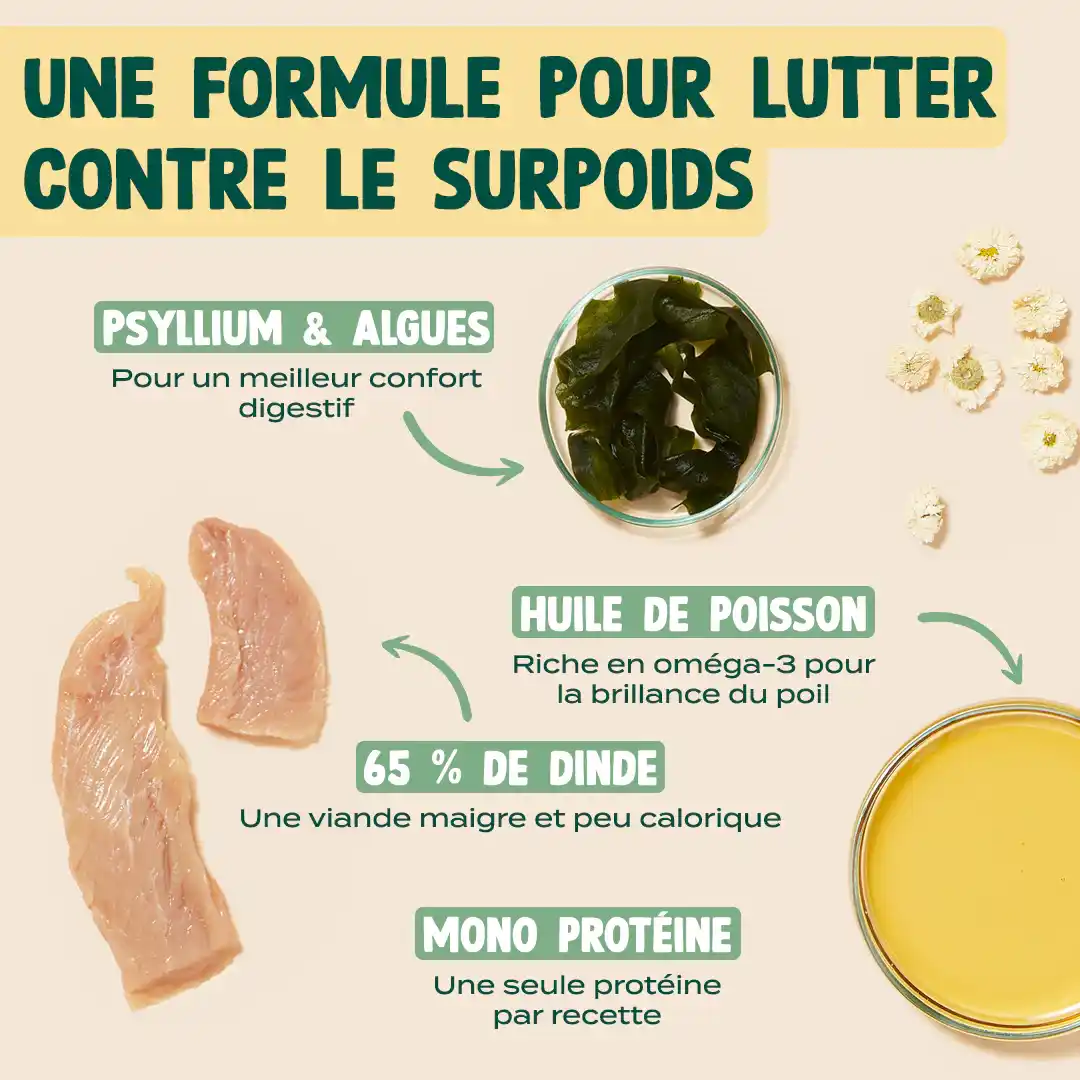 DINDE, CAMOMILLE - Image 3