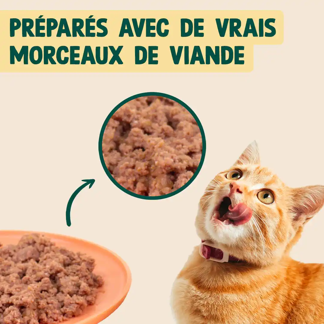 DINDE, CAMOMILLE - Image 5