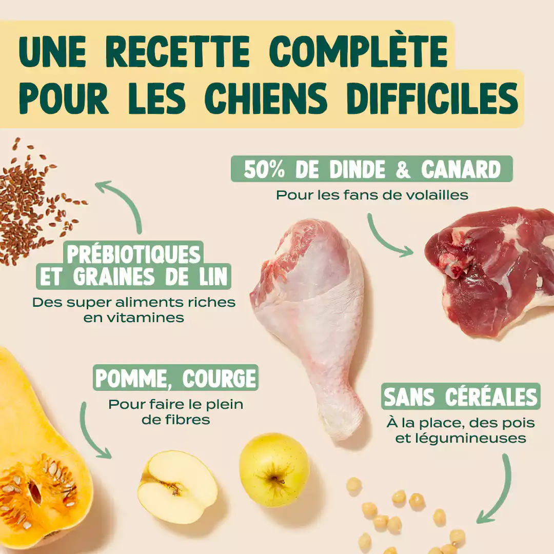 DINDE, CANARD, COURGE - Image 4