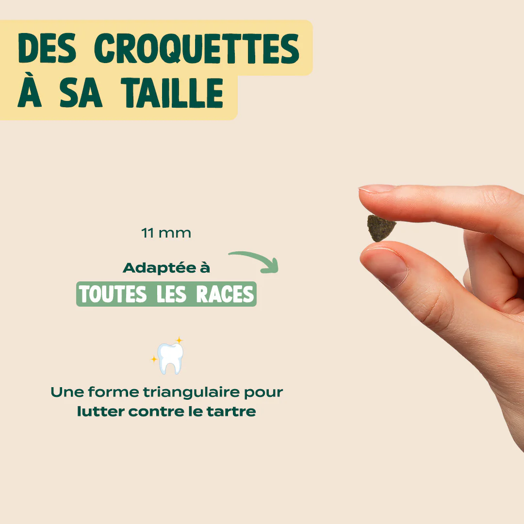 DINDE, COURGE, POIRE - Image 6