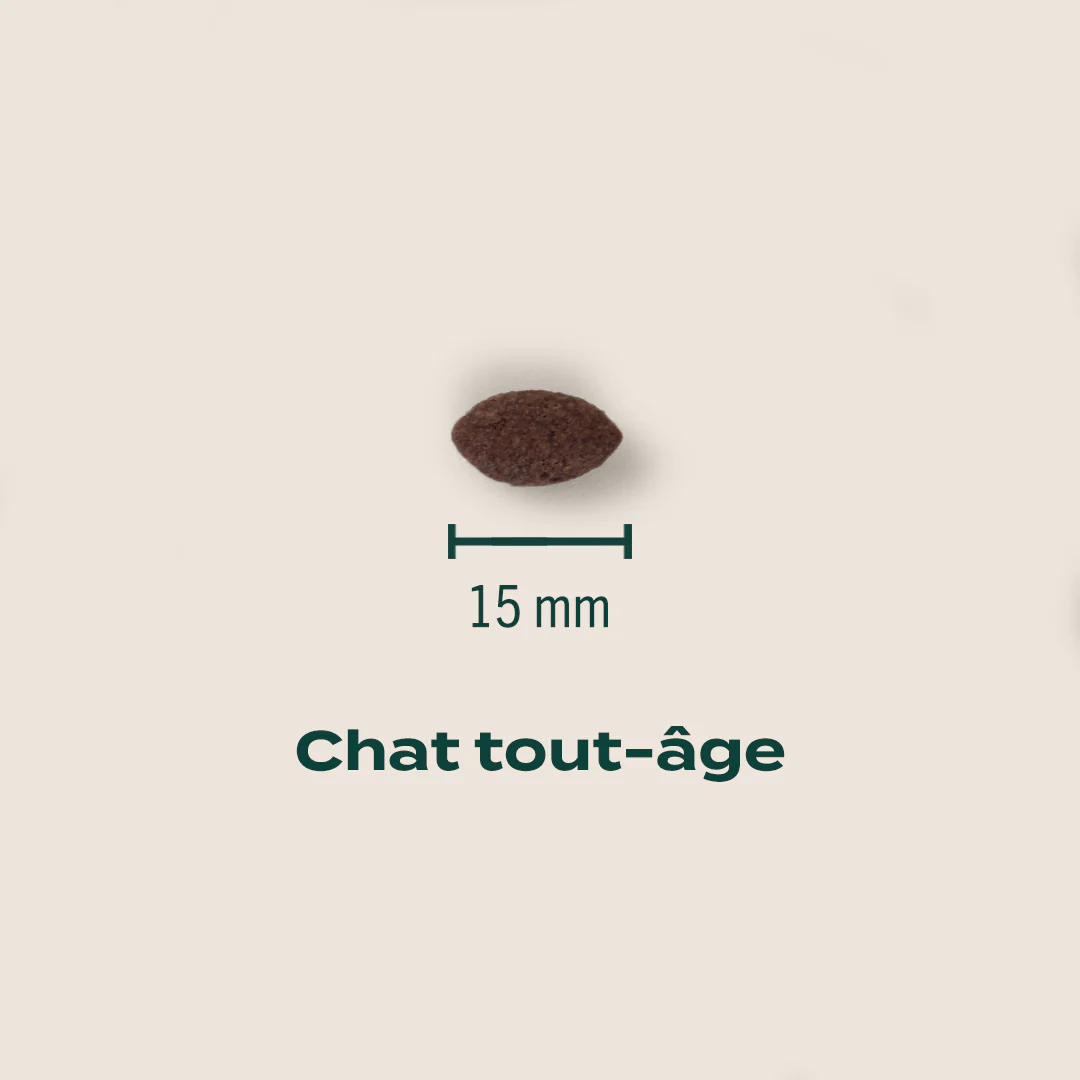 DOUCEURS FESTIVES - Image 3