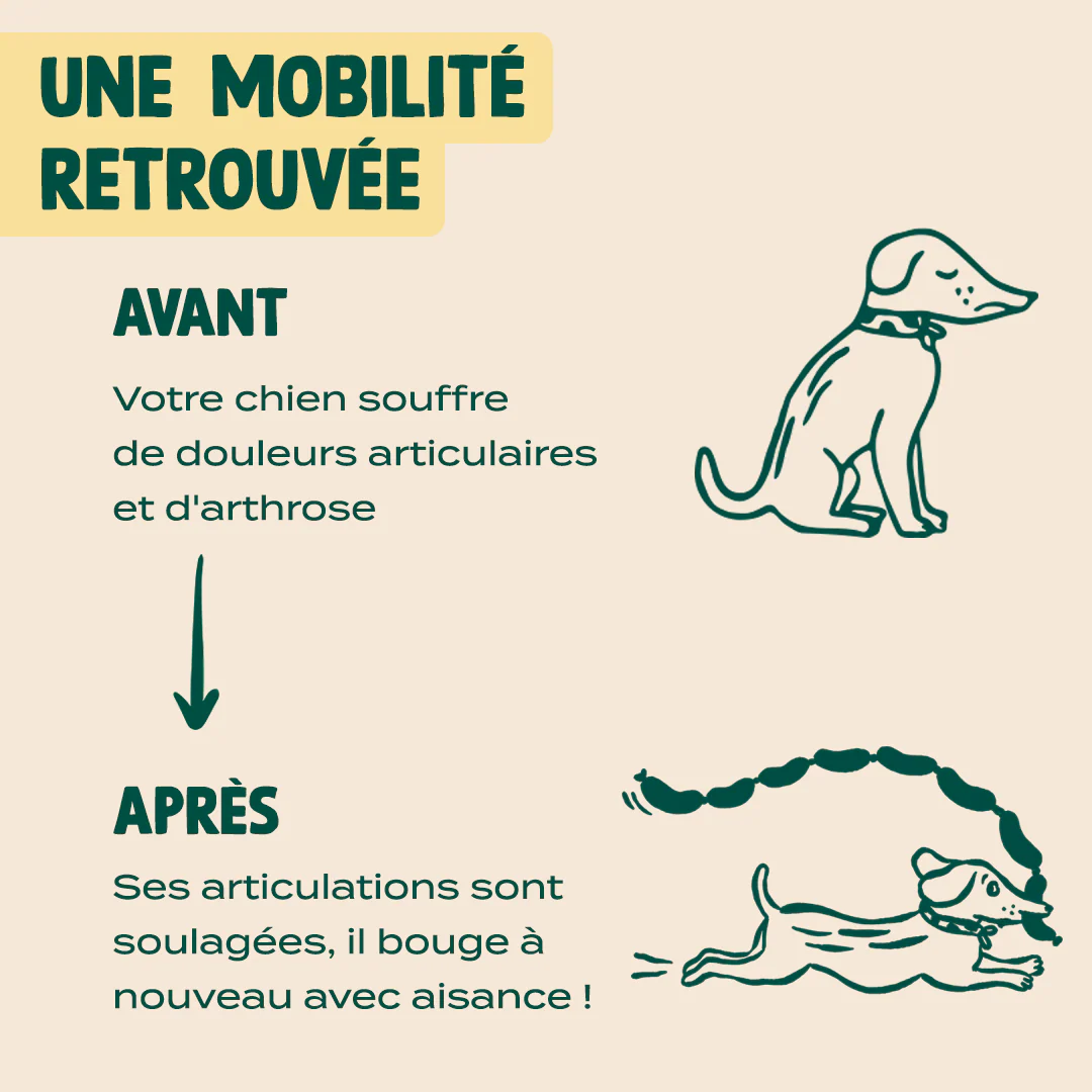 GUMMIES ARTICULATIONS - Image 5