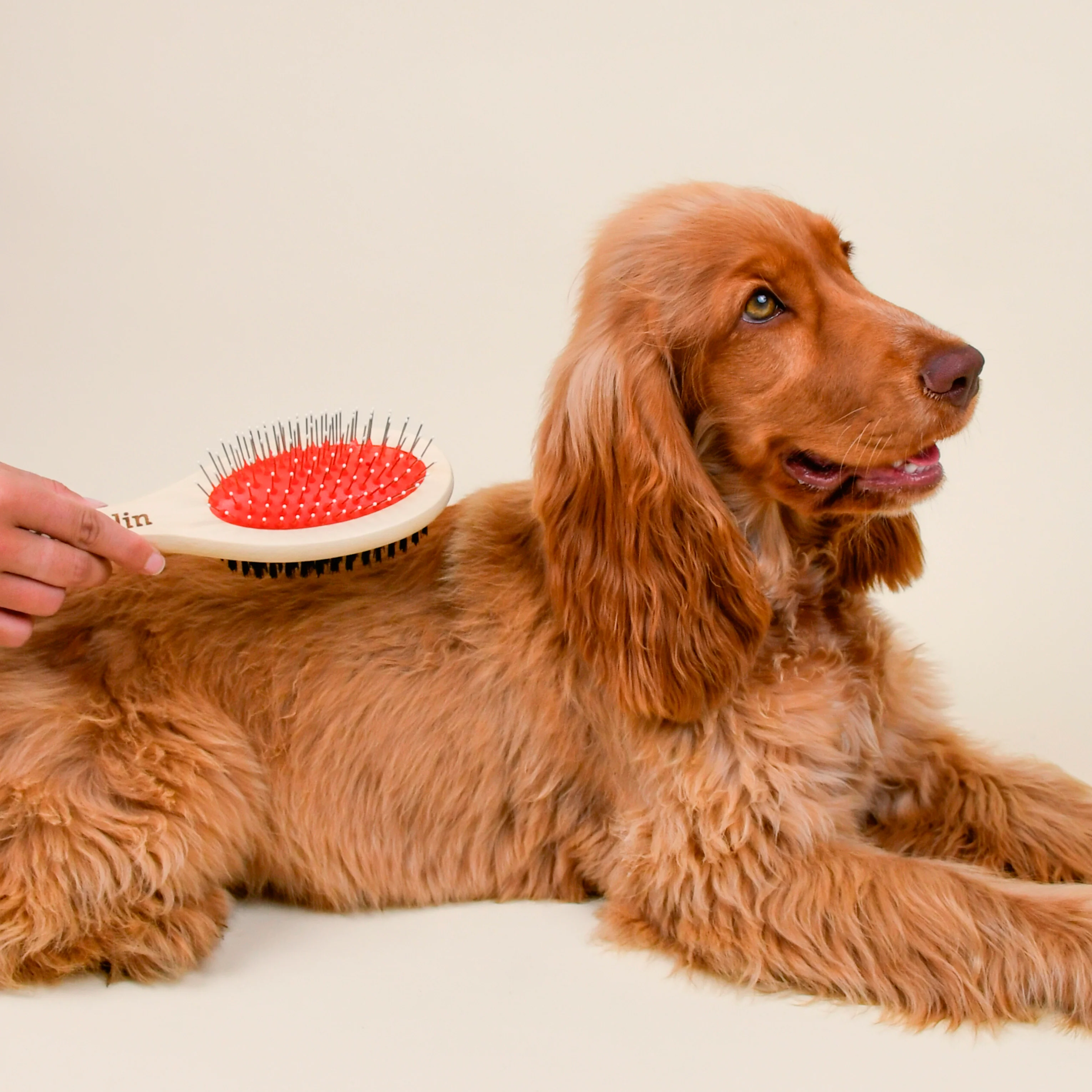 LA BROSSE 2 EN 1 FRANKLIN - Image 3