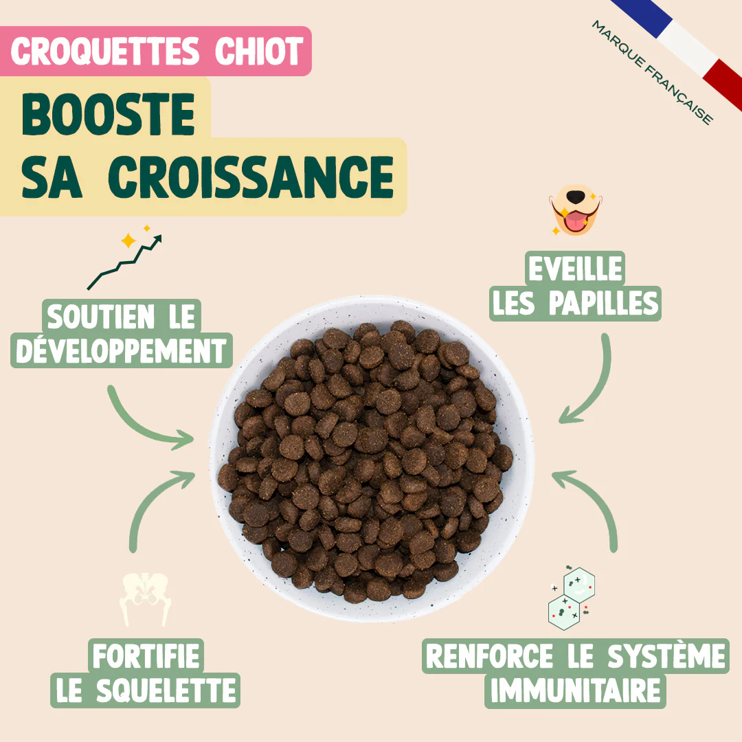 PACK DÉCOUVERTE CHIOT - Image 3