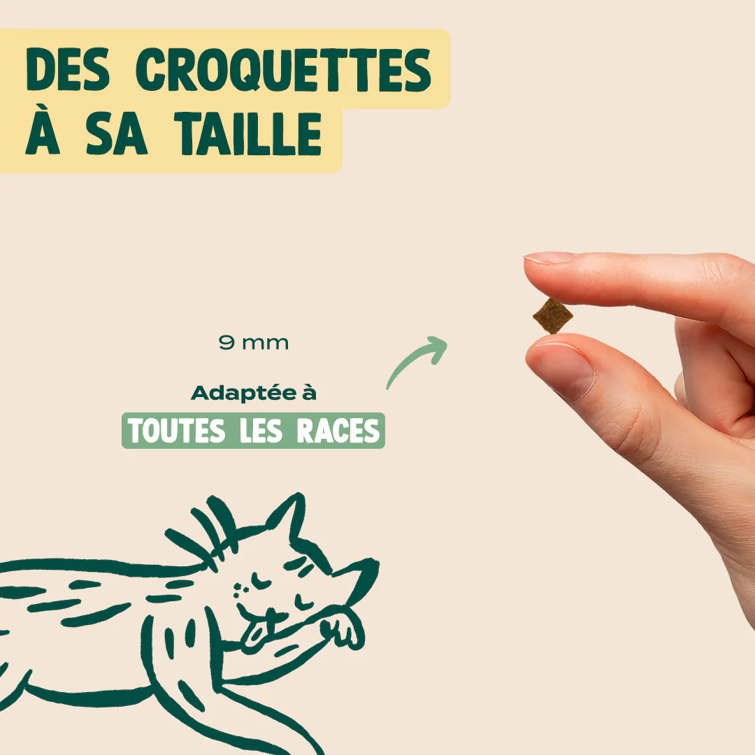 POULET, THON, SAUMON - Image 6