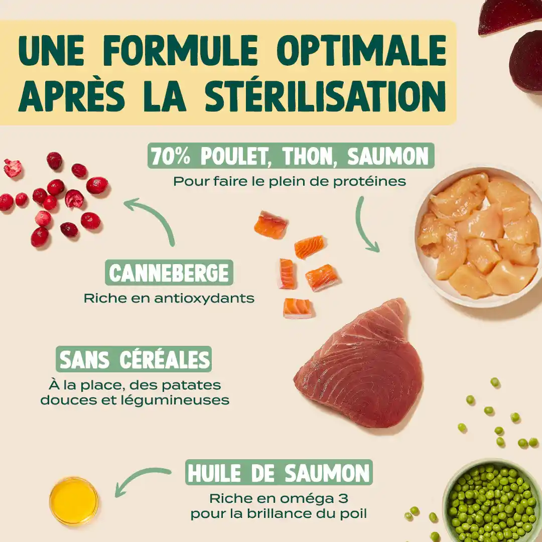 POULET, THON, SAUMON - Image 4