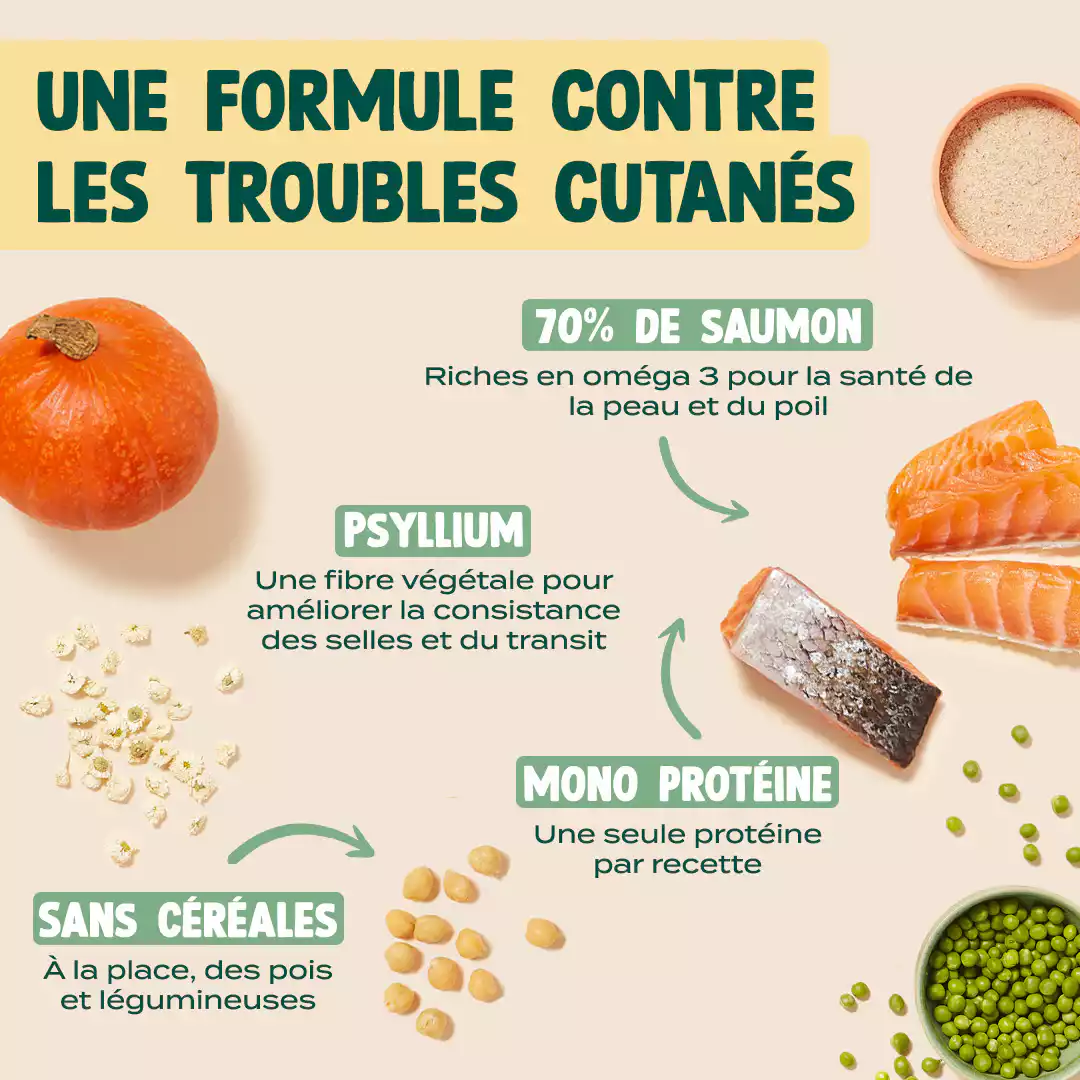 SAUMON, COURGE, CAMOMILLE - Image 4