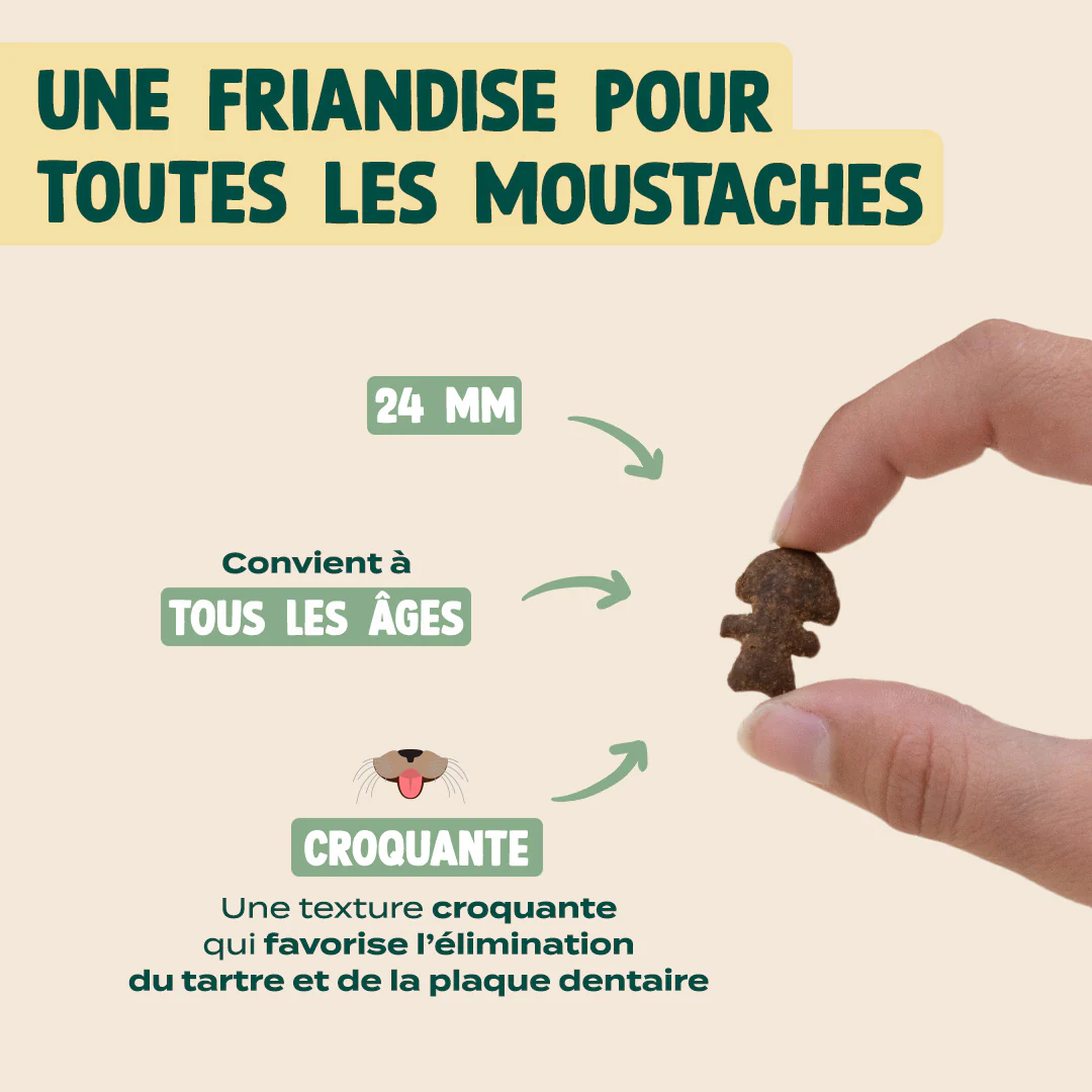 SUMMER SNACK HARENG, ROMARIN - Image 6